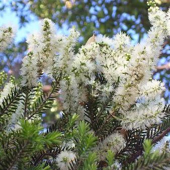 Cajeput Essential Oil 3